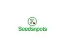Winter Season Flower Seeds for Colorful Gardens | SeedsNPots