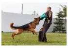 Dog Training Service in