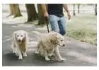 Dog Walkers in