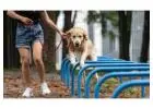 Dog Training Service in