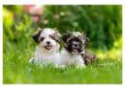 Shih Tzu Puppies For Sale