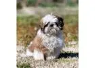 Shih Tzu Puppies For Sale In