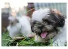 Shih Tzu Puppies For Sale In