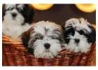 Shih Tzu Puppies For Sale In