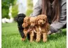 Poodle Puppies for Sale in