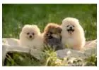 Pomeranian puppies for sale in