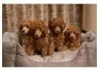 Poodle Puppies for Sale in