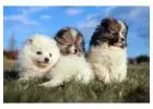 Pomeranian Puppies for Sale in