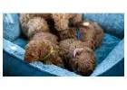 Poodle Puppies for Sale in