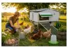 Commercial Chicken Farming Solutions | Portable Chicken Caravans in