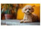 Poodle Puppies for Sale in