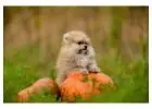 Pomeranian Puppies for Sale in