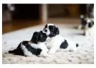 Shih Tzu Puppies for Sale in