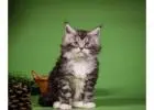 Maine Coon: A Gentle Giant Cat Loved by Many Families