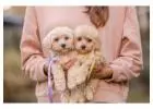Poodle Puppies for Sale in