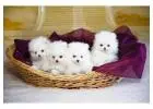 Pomeranian Puppies for Sale in