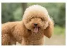 Poodle Puppies for Sale in