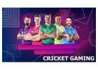 Reddy Anna – Modern Platform for Sports Enthusiasts