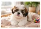 Shih Tzu Puppies for Sale in