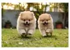 Pomeranian Puppies for Sale in