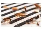Pest Spray Central Coast