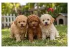 Poodle Puppies for Sale in
