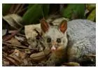 Possum Removal Central Coast