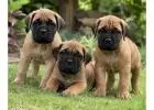 Bullmastiff Puppies for Sale in
