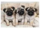 Pug Puppies for Sale in