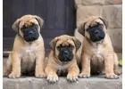 Bullmastiff Puppies for Sale in