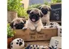 Pug Puppies for Sale in