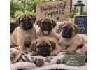 Bullmastiff Puppies for Sale in