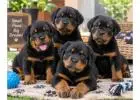 Rottweiler Puppies for Sale in