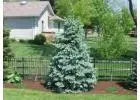 Tree Planting | Trees for Sale | Buy Direct from Farm with Delivery