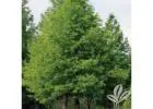 Shop Ornamental & Flowering Trees | Delivery, Planting & Warranty Included - iTrees.com