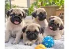 Pug Puppies for Sale in
