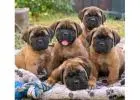 Bullmastiff Puppies for Sale in