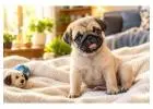 Pug Puppies for Sale in