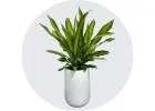 Best Indoor Plants Maintenance Services