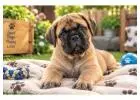 Bullmastiff Puppies for Sale in