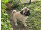 Pug Puppies for Sale in