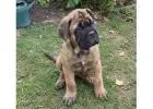 Bullmastiff Puppies for Sale in