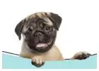 Reliable Pet Sitter San Diego CA | westcoastpaws