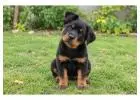 Rottweiler Puppies for Sale in
