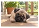 Pug Puppies for Sale in