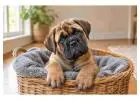 Bullmastiff Puppies for Sale in