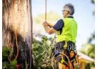 Tree Removal Service in Unley | Skilled Tree Care