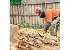 Tree Removal Company Melbourne for Safe and Efficient Removal