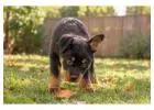 Rottweiler Puppies for Sale in
