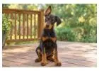 Doberman puppies for sale in